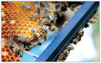 Co zrobić z zapleśniałymi podkarmiaczkami, a co z woszczyną?