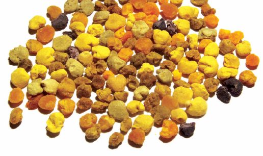 Palinologia w pszczelarstwie i nie tylko…