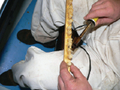 Wszystko o mleczku pszczelim