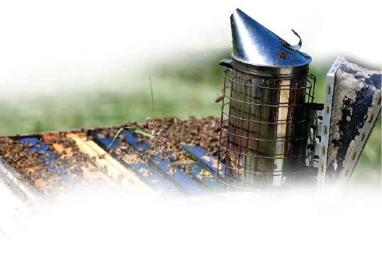 Komu potrzebny jest pszczelarz?