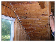 Przygoda z dzikimi pszczołami