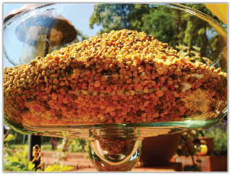 Przyswajalność pyłku kwiatowego przez organizm człowieka