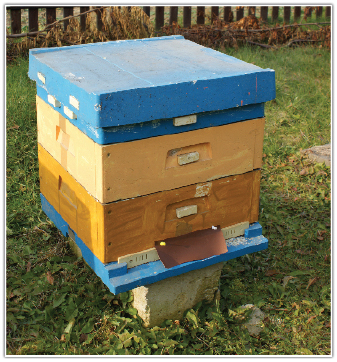 Klapki chroniące wyloty uli przez podmuchami wiatru możemy zakładać już w listopadzie Klapki chroniące wyloty uli