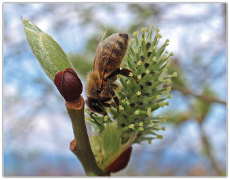 Porady pasieczne na marzec i kwiecień