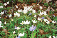 Rośliny pożytkowe przedwiośnia i wczesnej wiosny