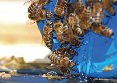 Podkarmianie Apifortuną