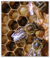 Słów kilka o chorobach pszczół