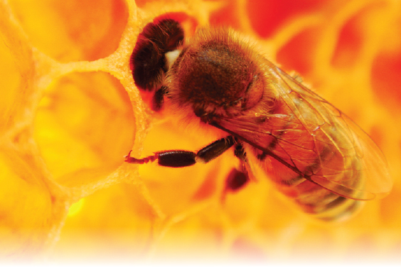 Fotografia pszczelarska – pasja i praca 