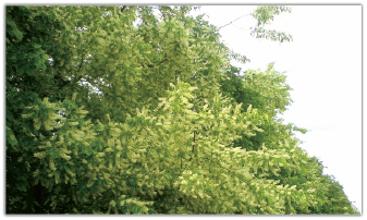 Czeremcha amerykańska – niezawodny pożytek na ziemie słabe