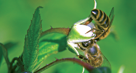 Jeżeli nie rzepak to co?