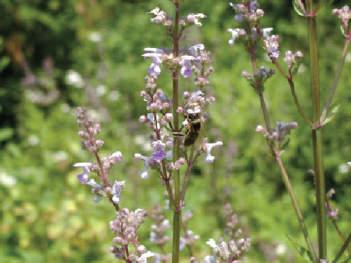 Kocimiętka – roślina długo kwitnąca