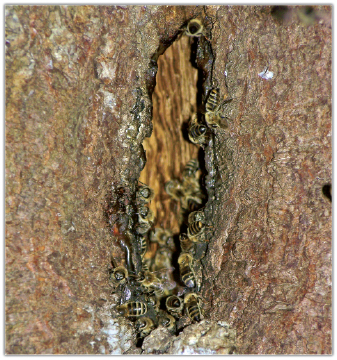 Przenoszenie rójki z dziupli do ula