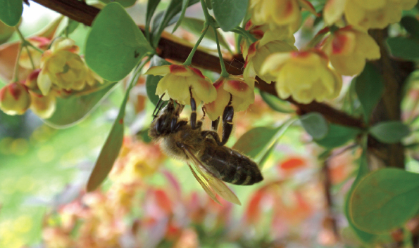 Majowo-czerwcowe pożytki