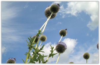 Spróbujmy zrozumieć przyrodę
