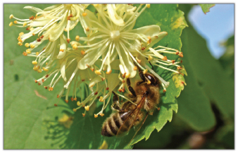 Wpływ księżyca na nektarowanie roślin