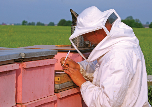 Dostosowanie pasieki stacjonarnej do bazy pokarmowej, cz. 3.