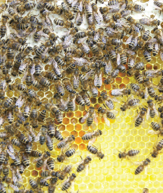 Porady pasieczne na lipiec i sierpień