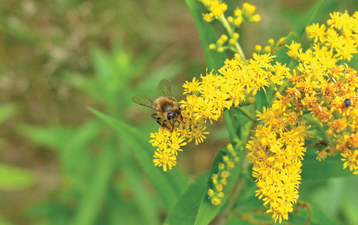 Lipcowo-sierpniowe ostatki