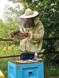 Pszczelarstwo oczami niepszczelarza