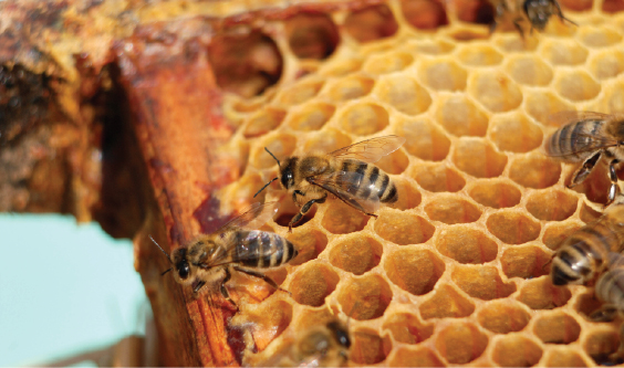 Odporność pszczoły miodnej