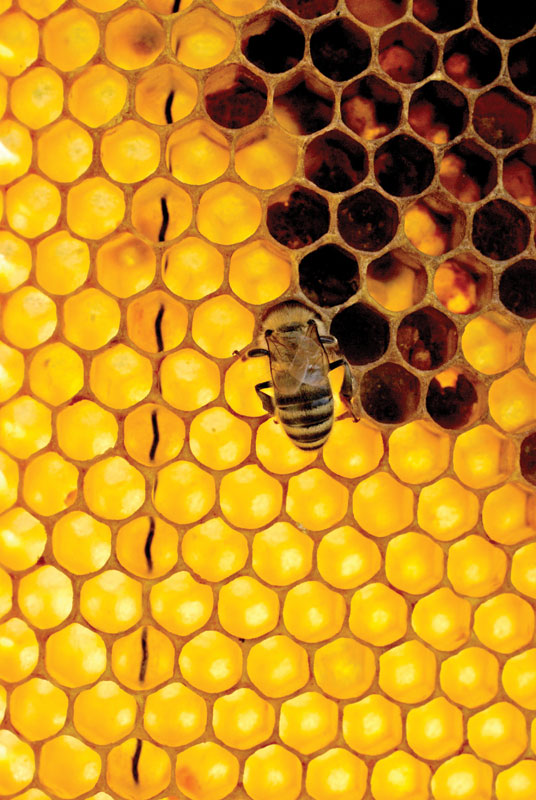 Pszczoły a probiotyki