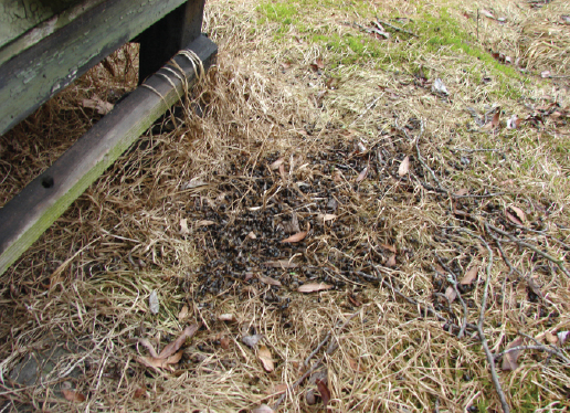 Współzależność pszczół i środowiska