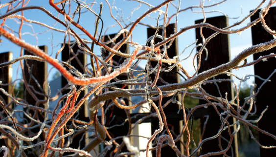 Porady pasieczne na listopad i grudzień