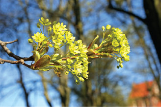 Zapewnienie ciągłości pożytków dla pasiek hobbystycznych