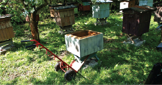 Organizacja pracy w pasiece stacjonarnej