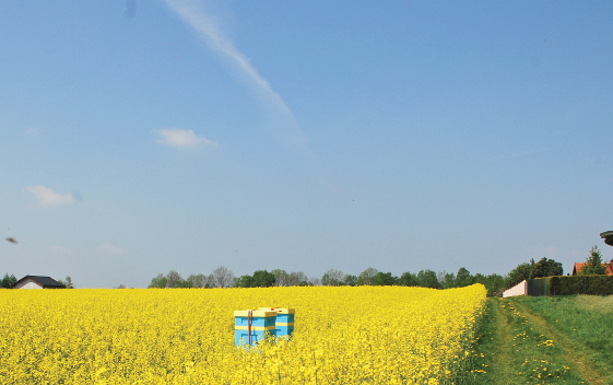 Pszczelarz z rolnikiem – para skazana na sukces