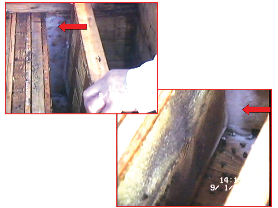 Zimowy przegląd rodziny pszczelej, fot.2. Zimowy przegląd rodziny pszczelej