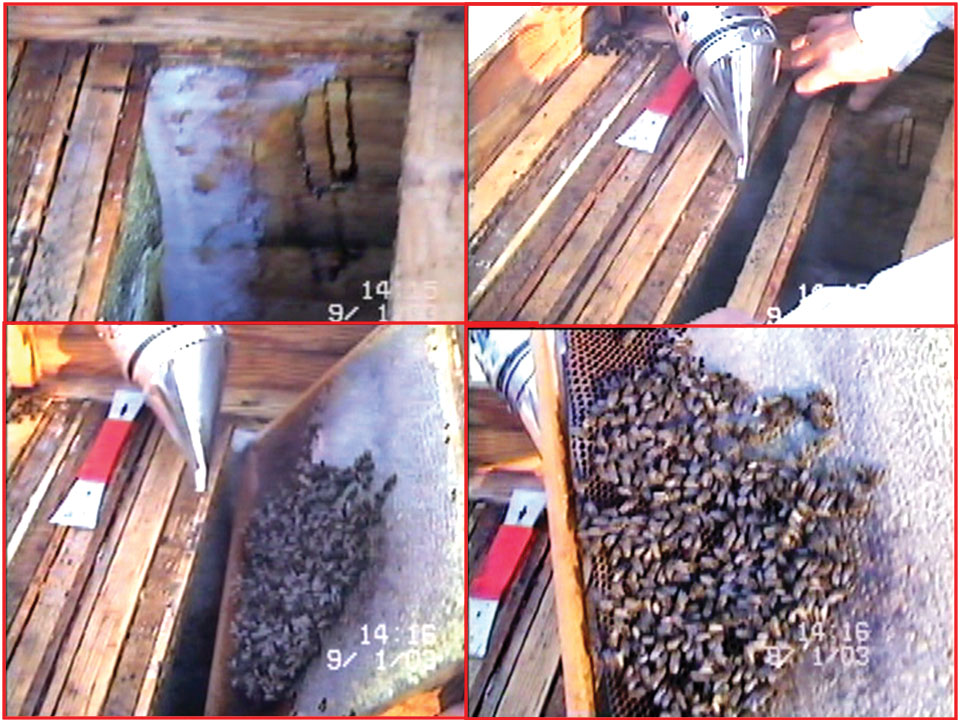 Zimowy przegląd rodziny pszczelej, fot.3. Zimowy przegląd rodziny pszczelej