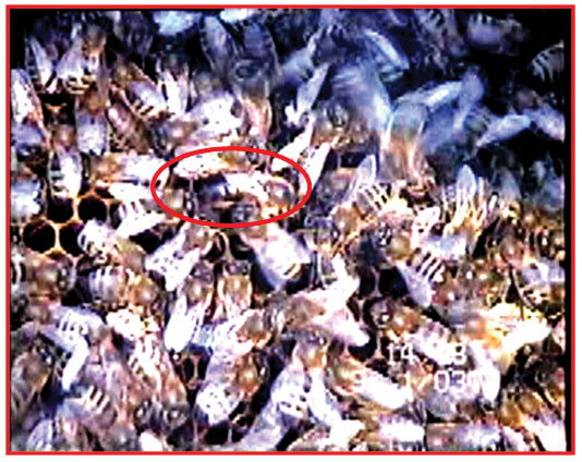 Zimowy przegląd rodziny pszczelej, fot.4. Zimowy przegląd rodziny pszczelej