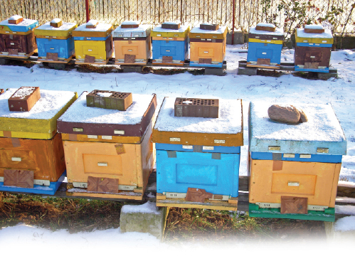 Problemy z wentylacją w ulach styropianowych