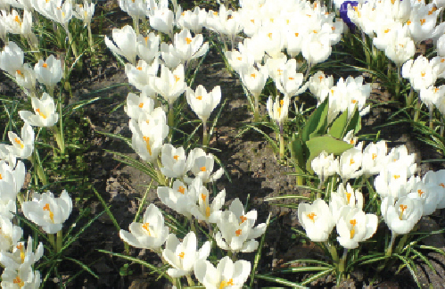 Rabata kwiatowa dla pszczół