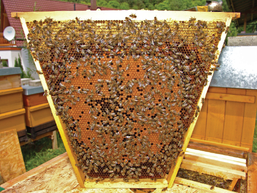 Ramka trapezowa jako idealna forma do rozwoju rodziny pszczelej