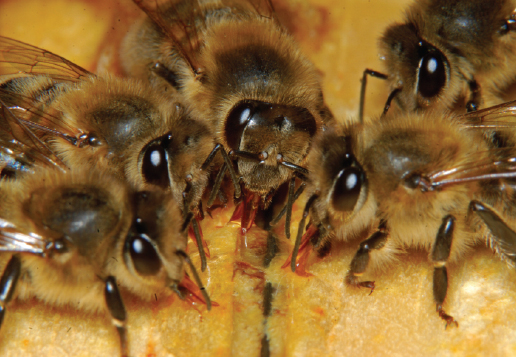 Probiotyki i nie tylko