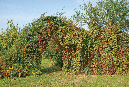 Żywopłot – cztery lata później