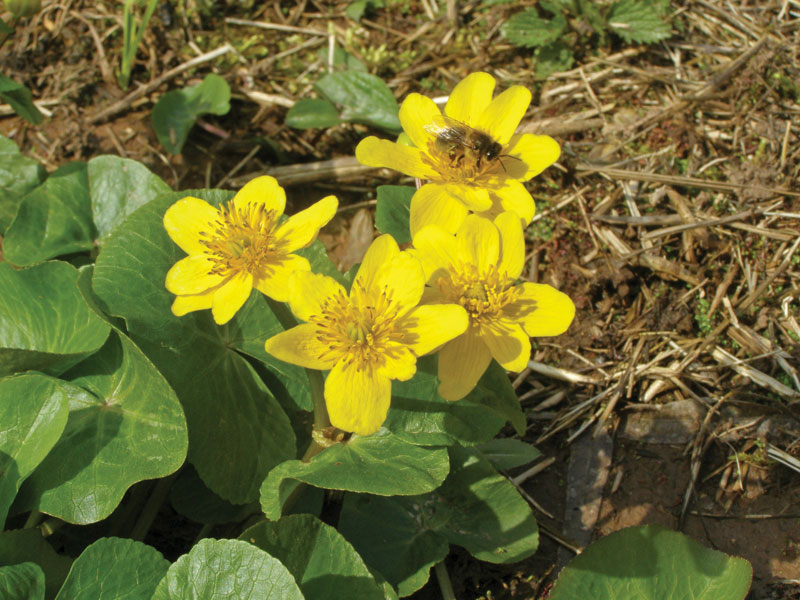 Higiena w pasiece – walka z chorobami pszczół