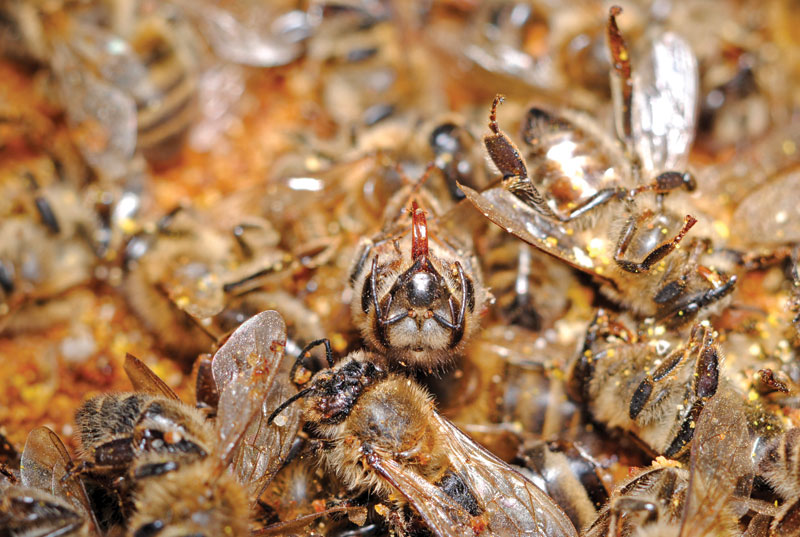 Ekologiczne metody zwalczania warrozy