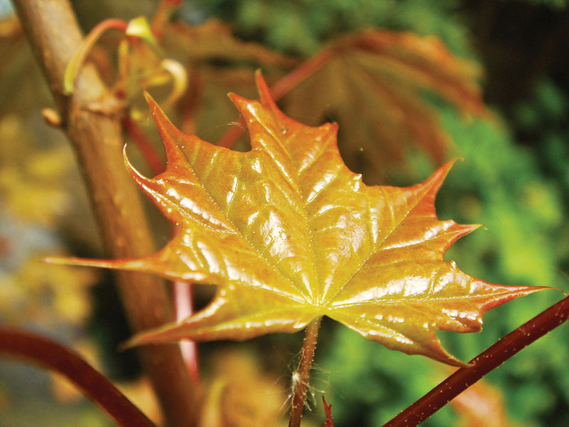 Polski jawor i inne klony