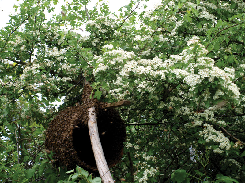 Organizacja pracy w pasiece stacjonarnej, cz. 2