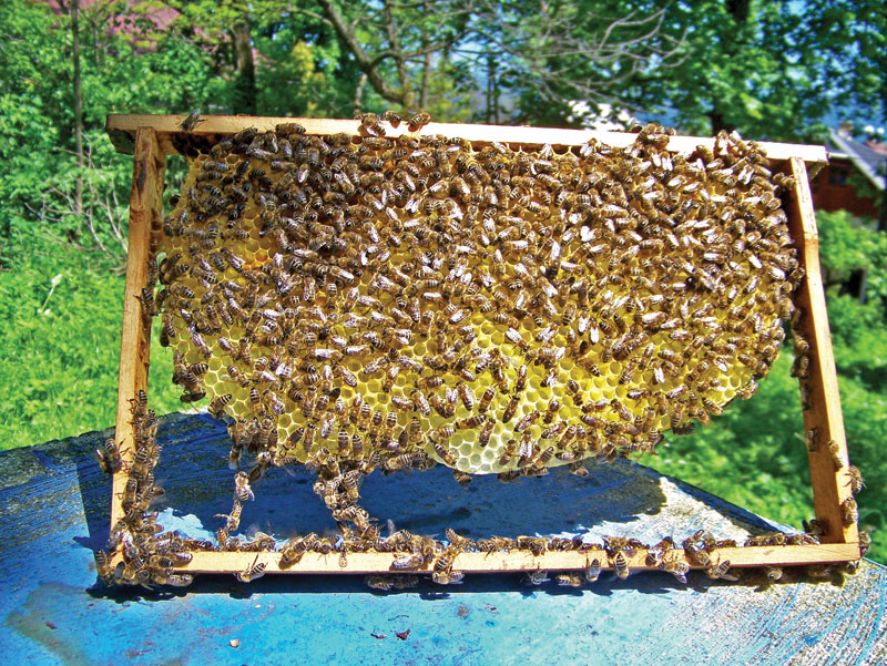 Jak uzyskuję dobre plastry pszczele