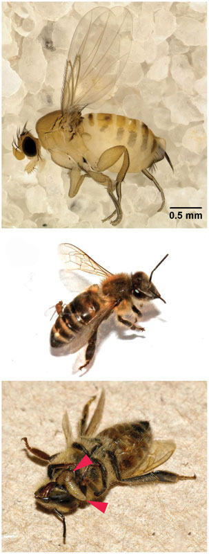 Amerykańskie odkrycie przyczyny CCD