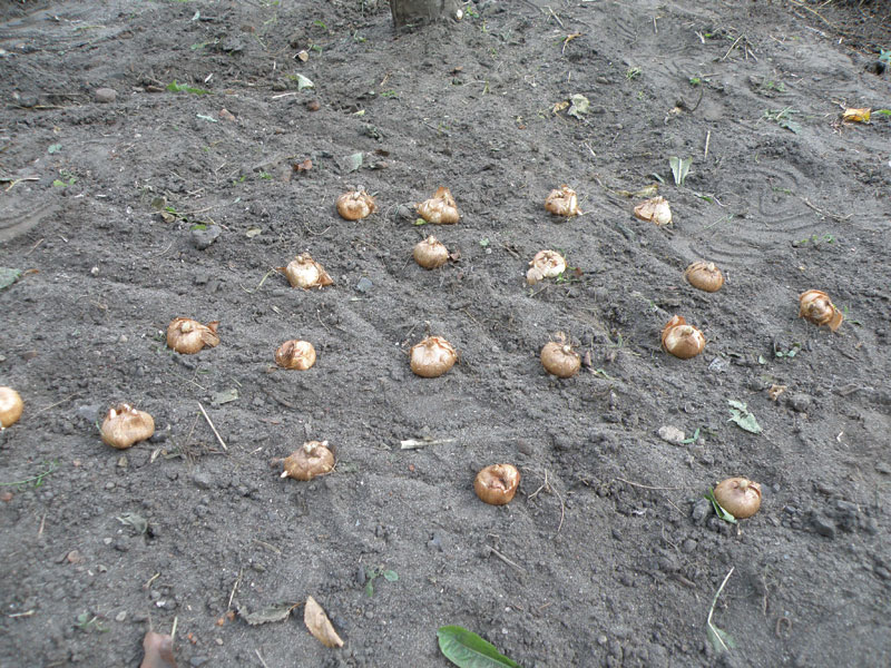 Fot. 3. W taki sposób powinno się rozmieszczać krokusy pod drzewami owocowymi. fot.© Krzysztof Lewandowski W taki sposób powinno się rozmieszczać krokusy pod drzewami owocowymi.