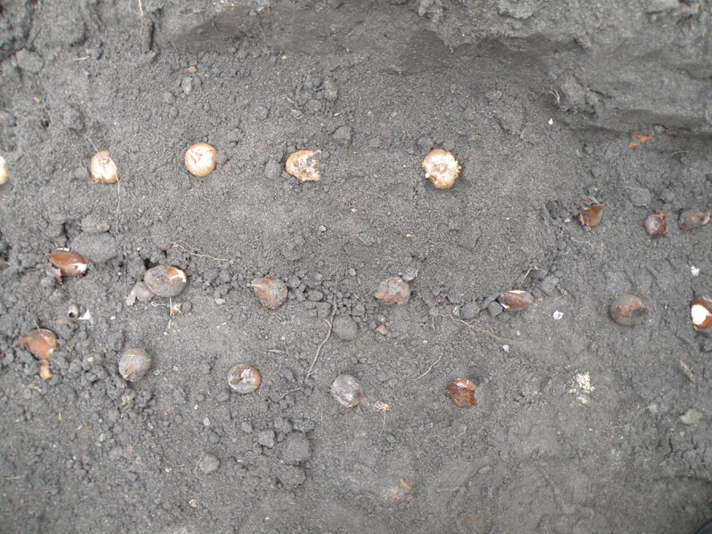 Fot. 1. Sadzenie cebulek krokusów i tulipanów. fot.© Krzysztof Lewandowski Sadzenie cebulek krokusów i tulipanów.