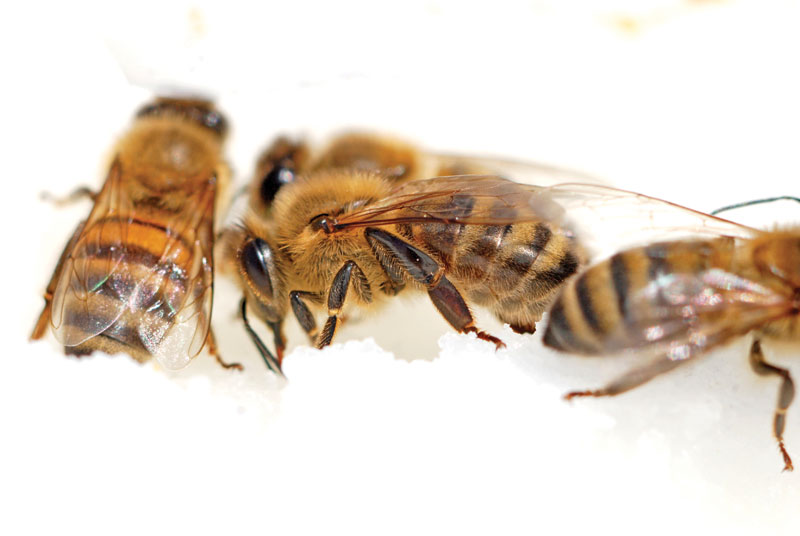 Jak podnieść wydajność miodową w pasiekach stacjonarnych? Cz. 1.