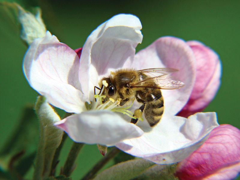 Wpływ pszczół na zapylanie drzew i krzewów owocowych