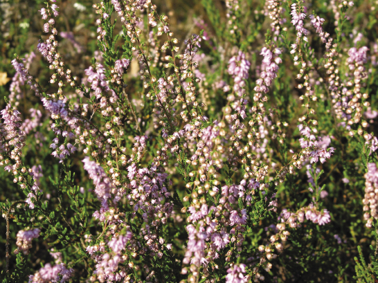 fot.© Jerzy Jóźwik