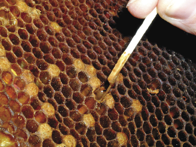 Ciemnobrązowa ,&nbsp;kleista substancja w&nbsp;jaką zmienia się ciało larwy w&nbsp;wyniku namnażania się bakterii daje się wyciągać w&nbsp;postaci charakterystycznych nitek. –&nbsp;tzw. próba z&nbsp;zapałką.  fot.© Zdzisław Gliński